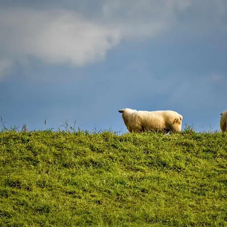 Hasenbau Wesel-flueren Feriehus