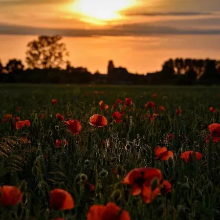 Hasenbau Flueren * Wesel (North Rhine-Westphalia)